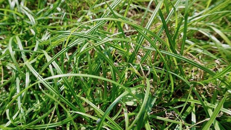 【芝生】おすすめ雑草対策は〇〇！これで作業が激減し悩み解決！｜okamarublog